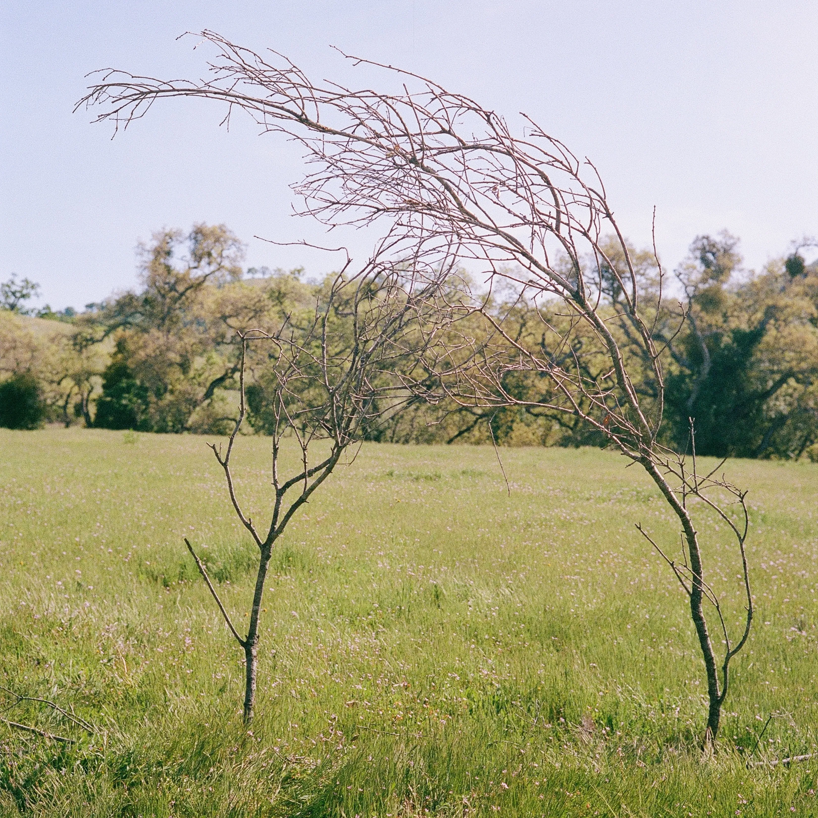 Facing qiblah through the mihrab